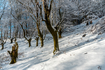 Winter landscapes in the snowy beech forest in the Artikutza natural park in oiartzun near San Sebastián, Gipuzkoa, Basque Country. Spain