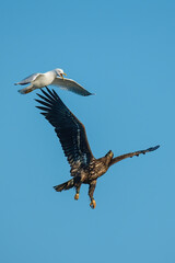 White-tailed eagle (Haliaeetus albicilla), real wildlife