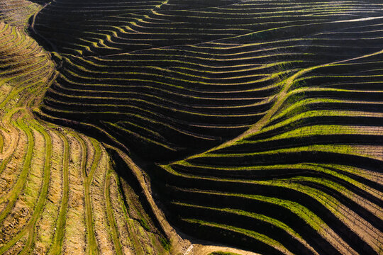 Aerial view of vineyards terraces in Douro Valley, Portugal