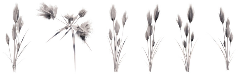 Set or collection of drawings of Pampas grass isolated on white background. Concept or conceptual 3d illustration for nature, ecology and conservation, beauty and health