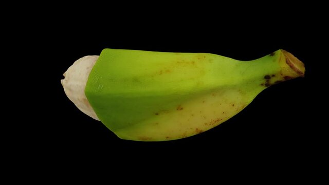 Realistic render of a spinning partially peeled Cooking Banana (Saba variety from Philippines) on black background. The video is seamlessly looping, and the 3D object is scanned from a real banana.
