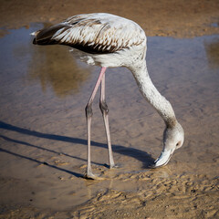 Flamingo wading in water, regional reserve of las Salinas de San Pedro del Pinatar, Murcia, Spain.