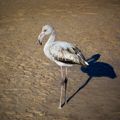Flamingo wading in water, regional reserve of las Salinas de San Pedro del Pinatar, Murcia, Spain.