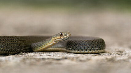 Malpolon monspessulanus, known as the Montpellier snake, lying a rock. Isolated on a light background