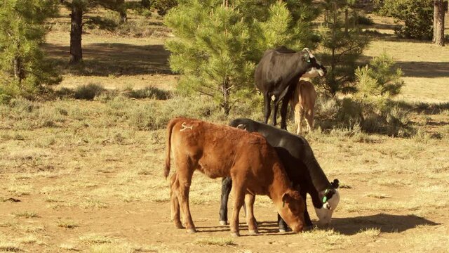 Brown and black calves grazing peacefully at Dixie National Forest, Utah. Static shot.