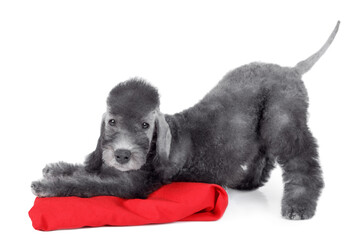 Two month old Bedlington Terrier puppy lying on a red pillow in the studio over white