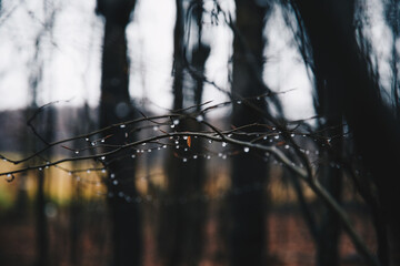 Detailshot von Regentropfen auf einem Ast im herbstlichen Wald