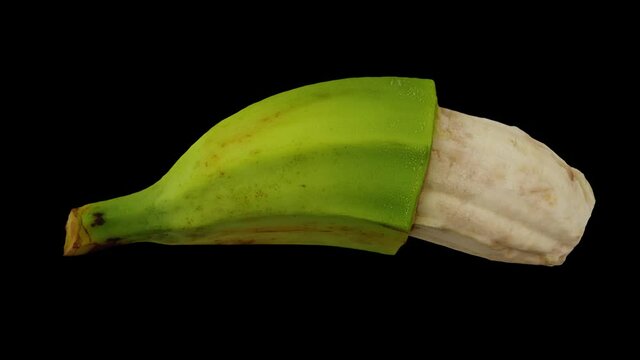 Realistic render of a rolling partially peeled Cooking Banana (Saba variety from Philippines) on black background. The video is seamlessly looping, and the 3D object is scanned from a real banana.
