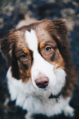 Portrait eines Australian Shepherd Hundes sitzend im Laub