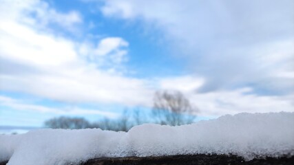 snow covered trees