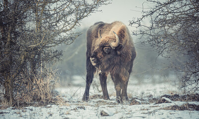 European bison resting on a snow meadow. © Jiří Fejkl