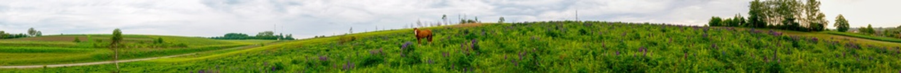 Fototapeta na wymiar Wonderful panorama of the mountains. Horses on a mountain meadow. Summer panorama landscape in the mountains. Ukraine, Carpathians. Beautiful nature villages. Picture of wildlife