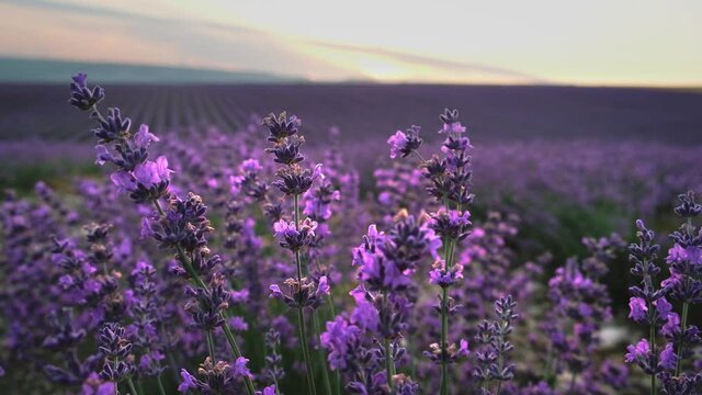 Lavender close-up in the morning in a purple field