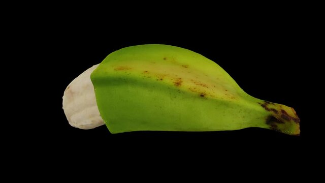 Realistic render of a rotating partially peeled Cooking Banana (Saba variety from Philippines) on black background. The video is seamlessly looping, and the 3D object is scanned from a real banana.
