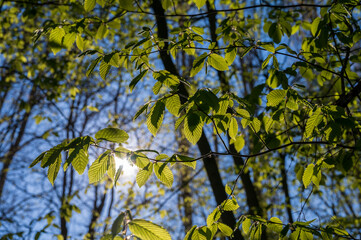 low angle shot of sunlit green leaves on branches