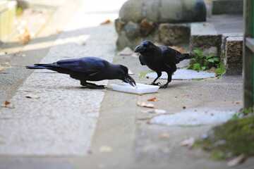 Obraz premium large billed crow in japan, kyoto