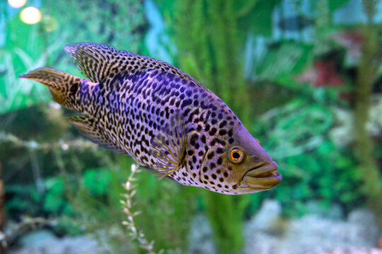 Parachromis managuensis or Managuense Cichlid or cichlid jaguar fish on aquarium blur background