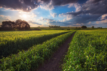 A walk among the evening fields