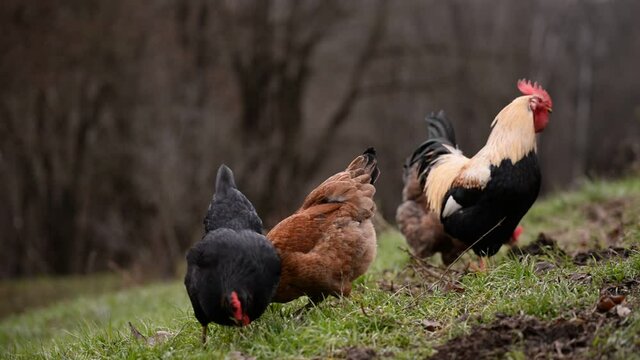 chickens and hens through the natural farm. poultry feeding on the grass. a group of domestic birds nibbling