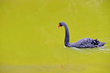 Farm black swan, in Taiwan