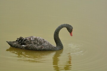 Farm black swan, in Taiwan