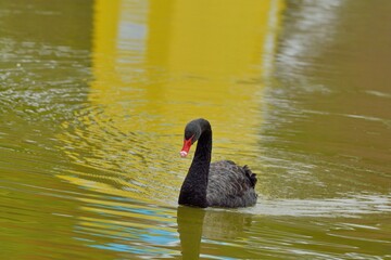 Farm black swan, in Taiwan