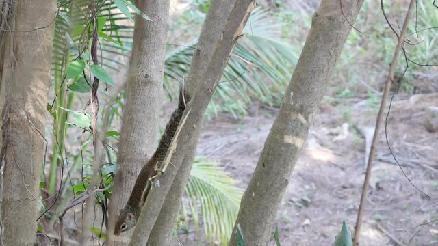 Indochinese ground or Berdmore's ground squirrel on tree trunk in forest in Thailand