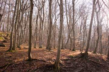 Falling oak leaves on the scenic autumn forest illuminated by morning sun