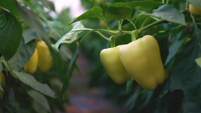 Growing the bell pepper capsicum. Yellow capsicum pepper hanging on branch.