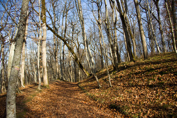 Falling oak leaves on the scenic autumn forest illuminated by morning sun
