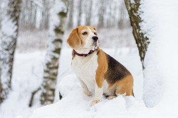 cute beagle dog on a walk in the park in winter during heavy snowfall . portrait of a beagle on a...