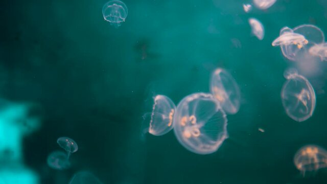 Calm Jellyfish Swarm Floating Out Of Focus at Nordsoen Oceanarium Hirtshals Denmark