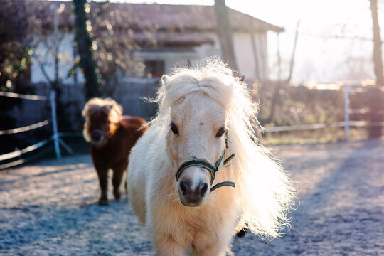 Shetlandpony