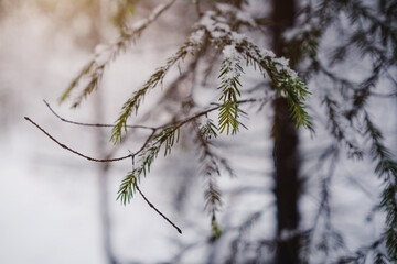 Pine trees are covered with snow on a frosty evening.