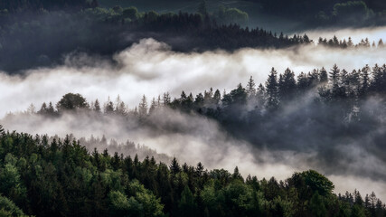 Fototapeta premium Split woodlands - Zerschnittene Wälder