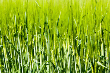 Obraz premium agricultural field where green barley grows