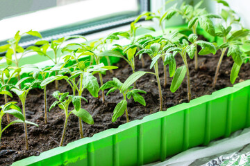 Young tomato seedlings in a mini-house on a windowsill.