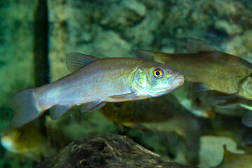 Fototapeta premium Tenca o Doctor Fish, Tinca tinca, Pez de agua dulce del río Guadiana en España. Es un pez de agua dulce y salobre del orden de los cipriniformes.