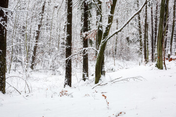 Snowy forest in idyllic winter landscape.