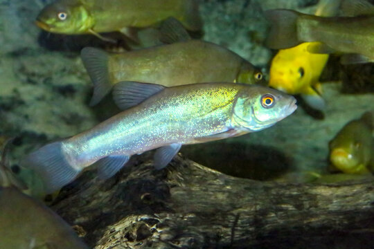 Tenca o Doctor Fish, Tinca tinca, Pez de agua dulce del río Guadiana en España. Es un pez de agua dulce y salobre del orden de los cipriniformes.