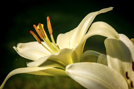 Beautiful white Lily Flowers in a garden with a green background and black. Macro photography. 