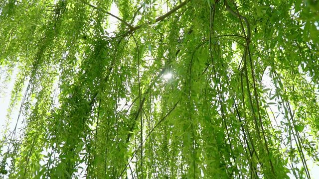 Low-angle shot of lush weeping willow, sunshine through tree branches