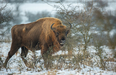 European bison resting on a snow meadow.