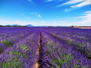 Naklejka na ściany i meble Lavande , Plateau de Valensole