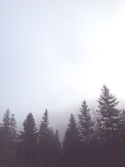 Trees In Forest Against Sky
