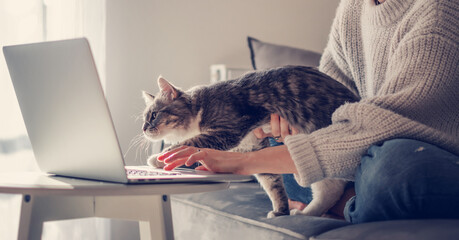Online work at home, beautiful gray cat sitting on the girl's arms with interest looking into the...