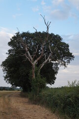 OLd tree, Haverhill area