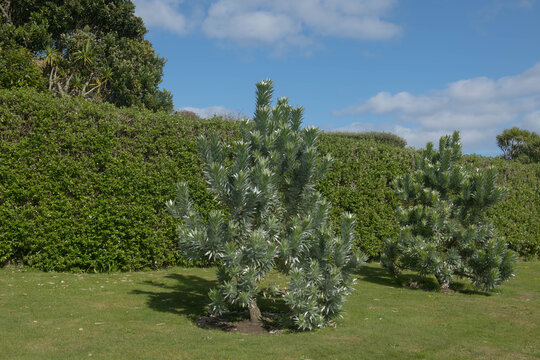 Green Foliage of an Evergreen South African Pine or Silver Tree (Leucadendron argenteum) Growing in a Garden on the Island of Tresco in the Isles of Scilly, England, UK