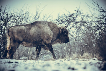European bison resting on a snow meadow.