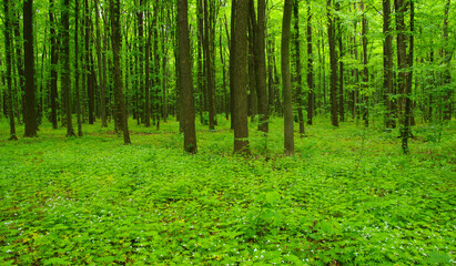 green forest in spring